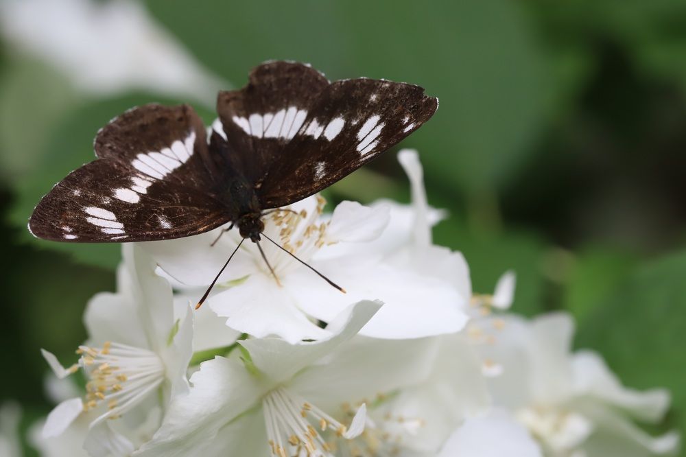 Photograph by Елена Тимченко