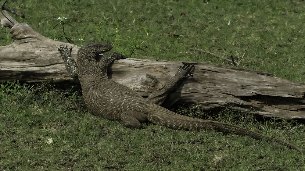 Photograph by HEMAMALI GUNASEKARA