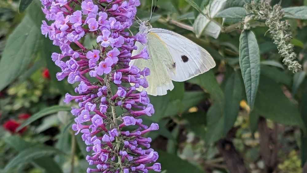 Photograph by Lilit Petrosyan