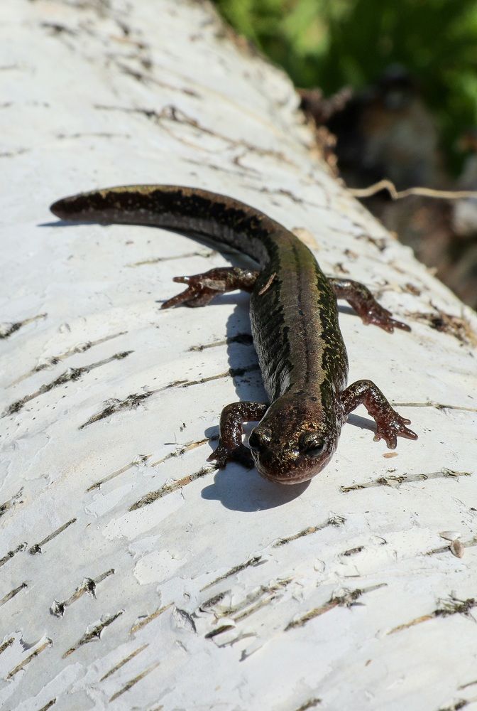 Photograph by Вася Кадочников