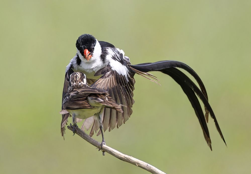 Mating Dance By Pin-tailed Whydah