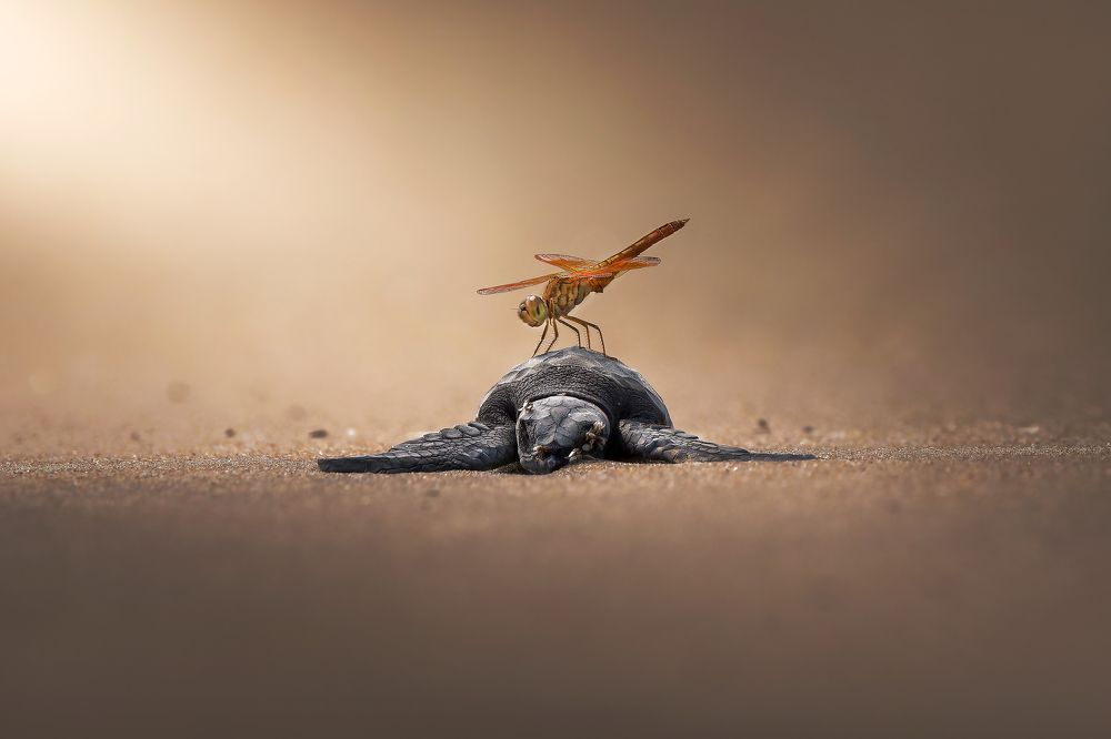 Photograph by Pramit Karmakar