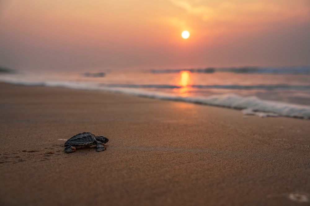 Фотография автора Pramit Karmakar