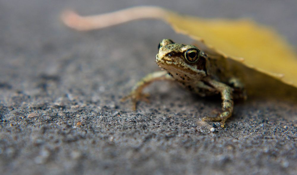 Фотография автора Ирина Гриценко