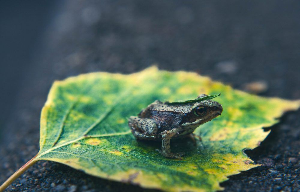 Фотография автора Ирина Гриценко