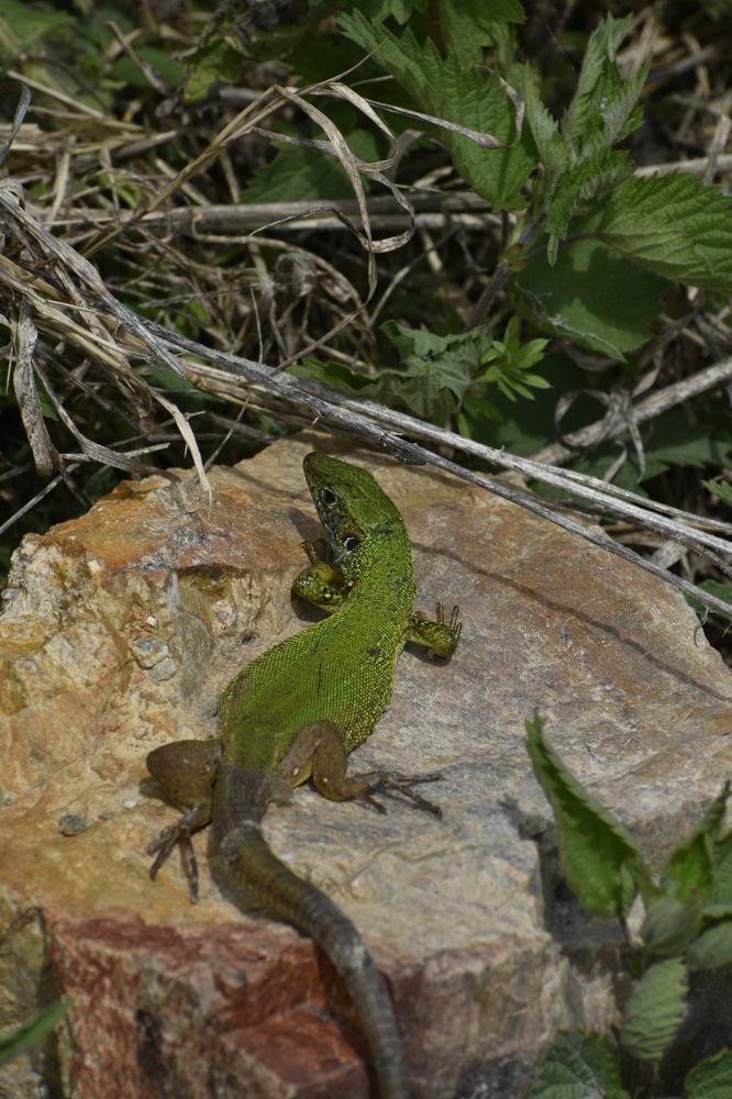 Фотография автора Daniela Stanojkovska