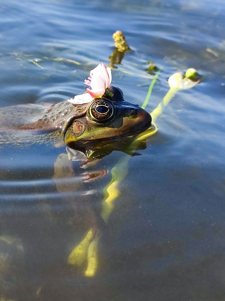 Лягушка- царевна