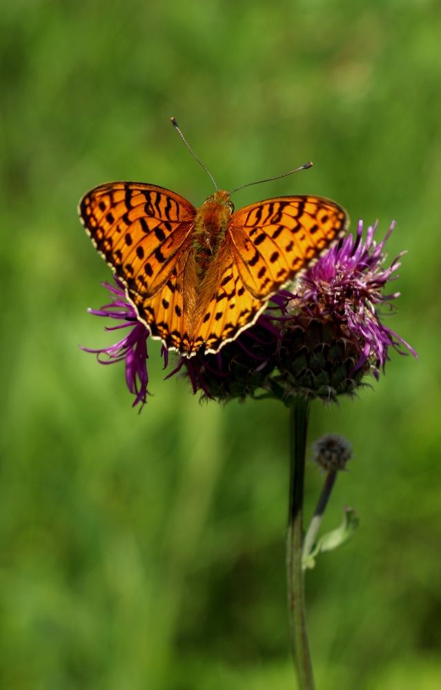 Photograph by Вася Кадочников