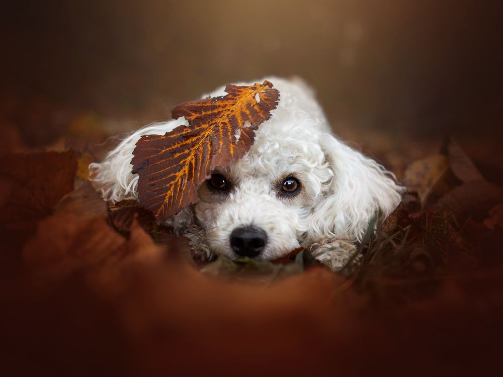 Photograph by Dorota Hnatová