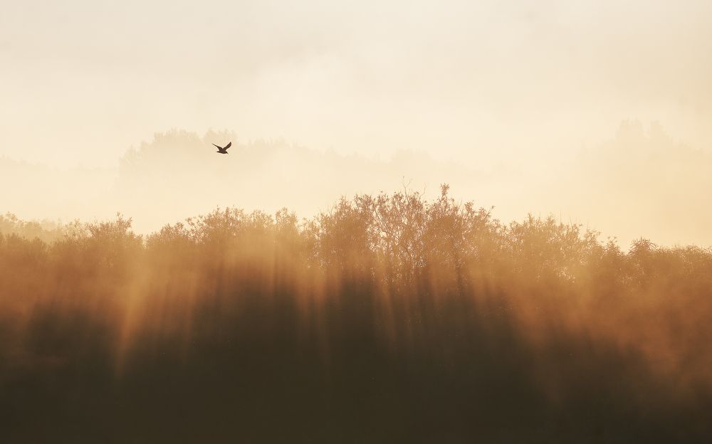 Photograph by Наталья Лабодина