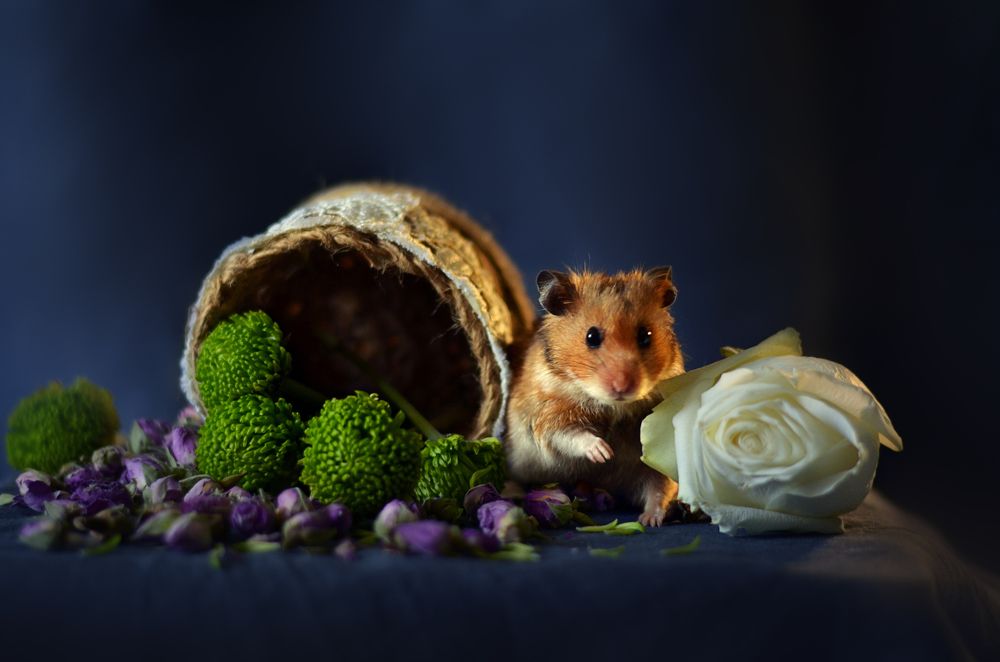 Photograph by Екатерина Дубовец