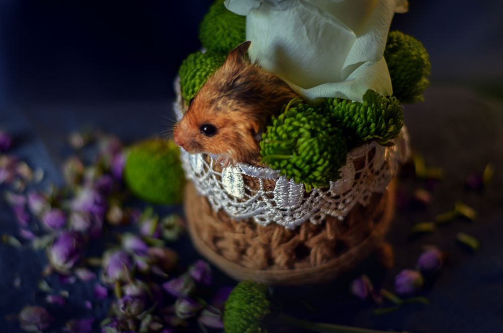 Фотография автора Екатерина Дубовец