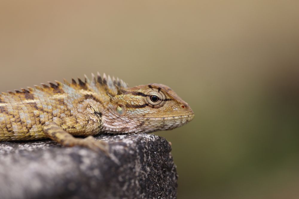 Photograph by Shabeeb