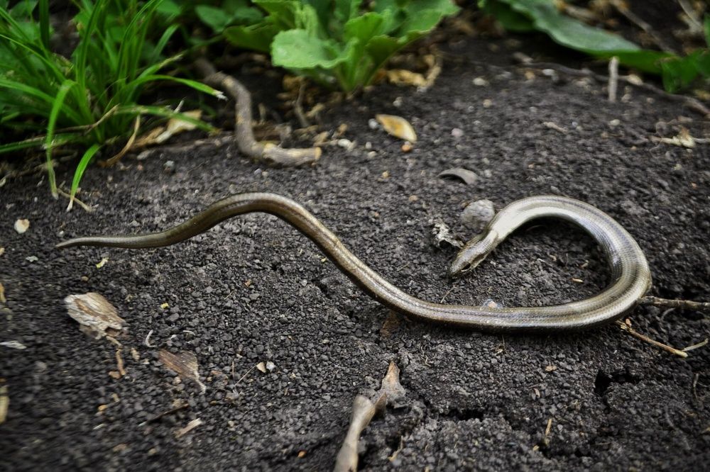 Веретеница