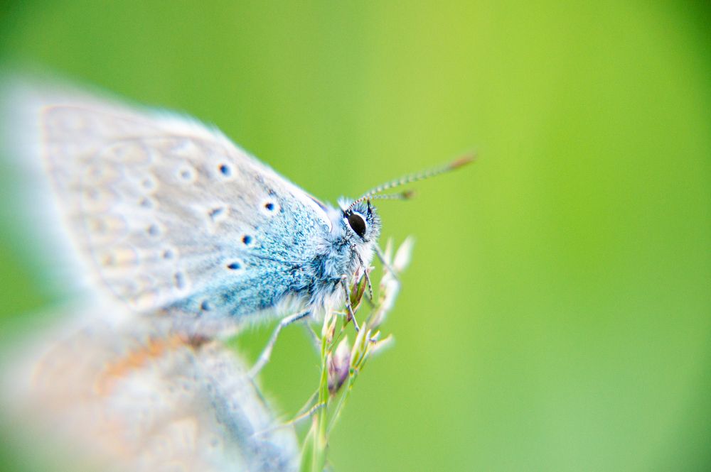 Common blue portrait