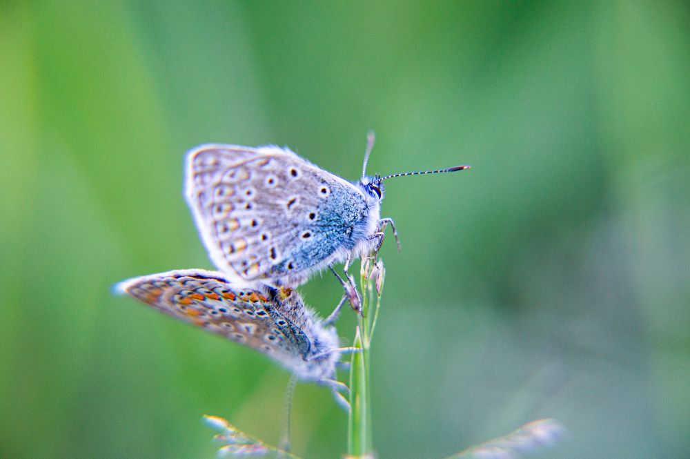 Common blue