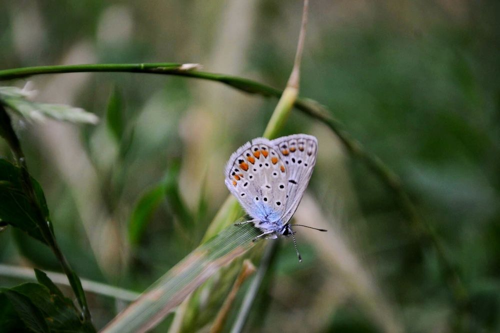 Photograph by Светлана Мазурова