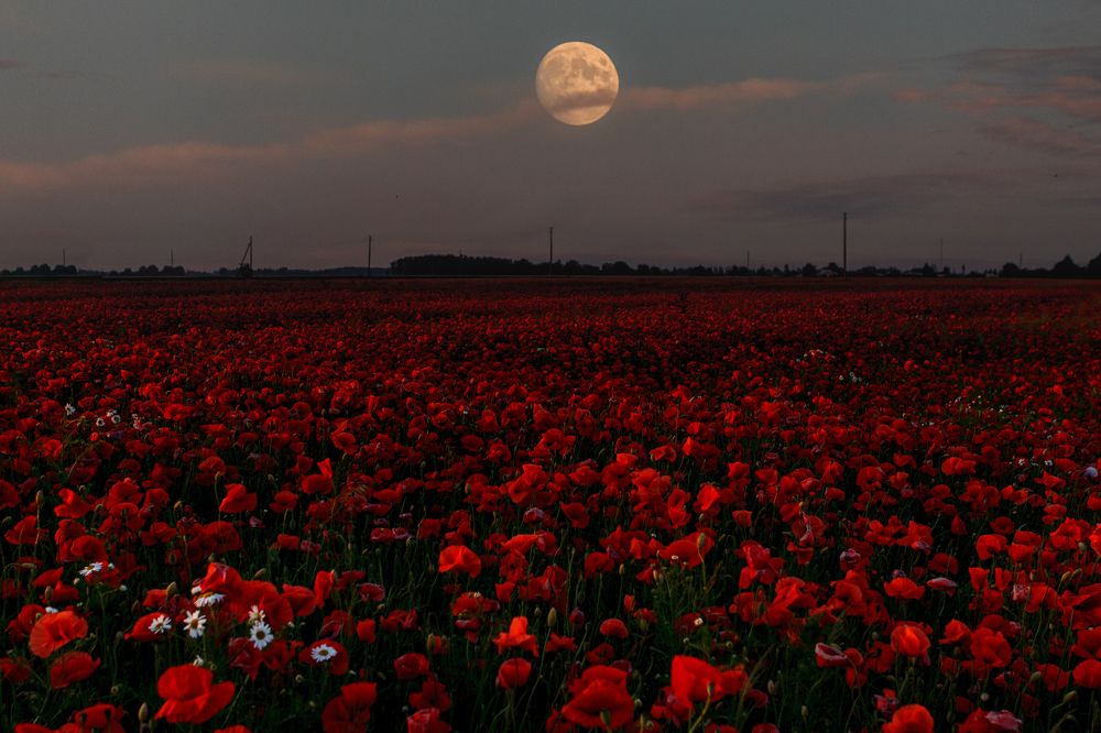 Photograph by Ivars Salmanis