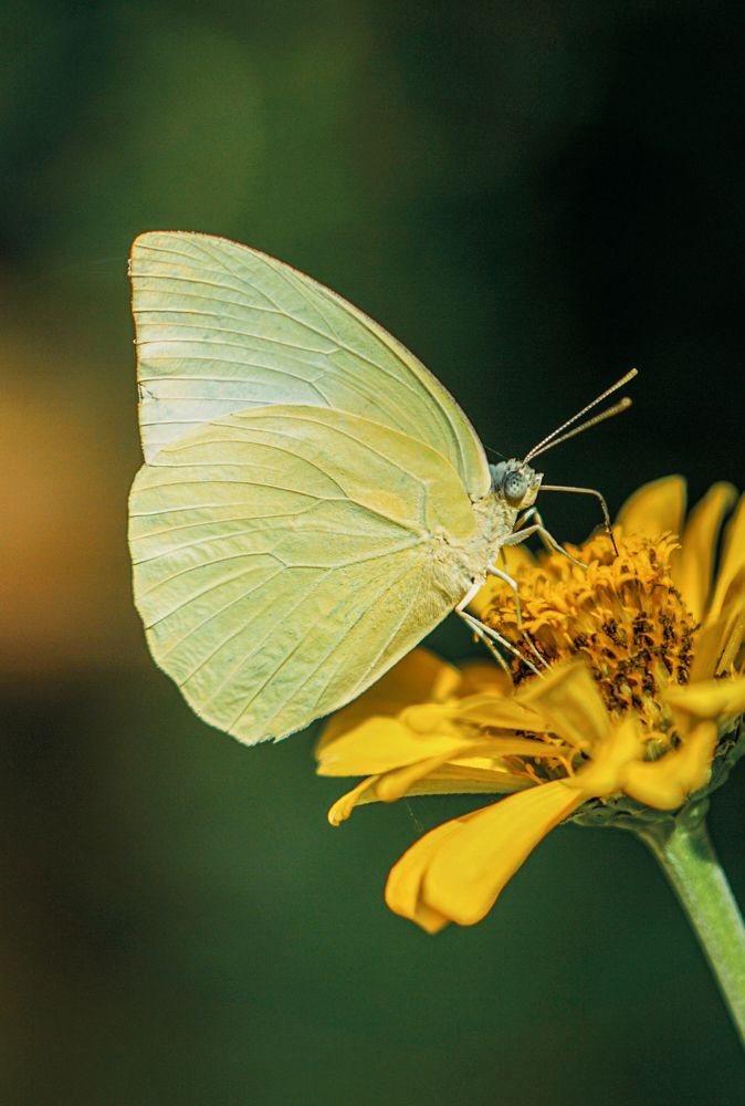 I'm not a caterpillar anymore