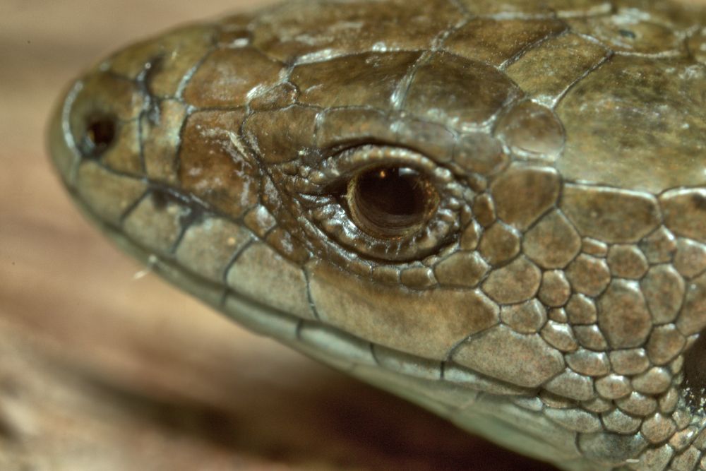 Живородящая ящерица