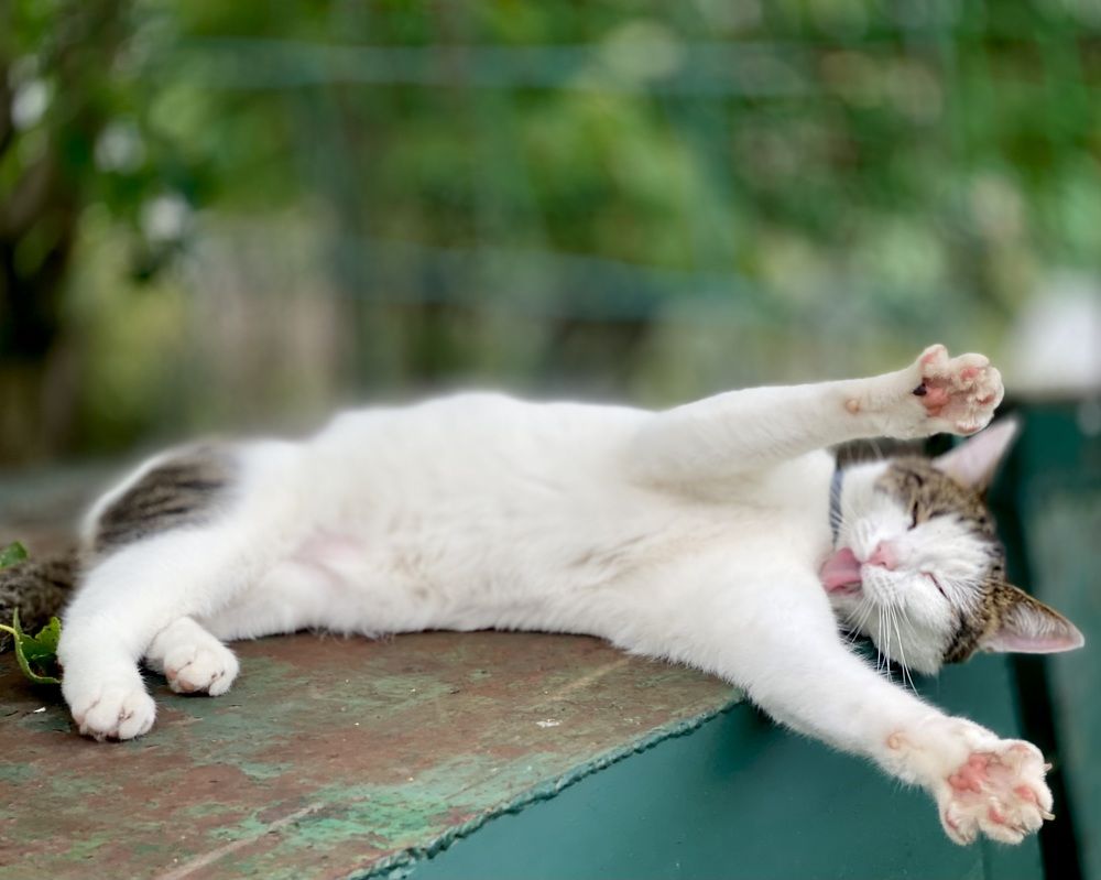 Дачное настроение