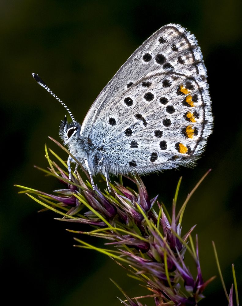 Photograph by Stamen Sotirov