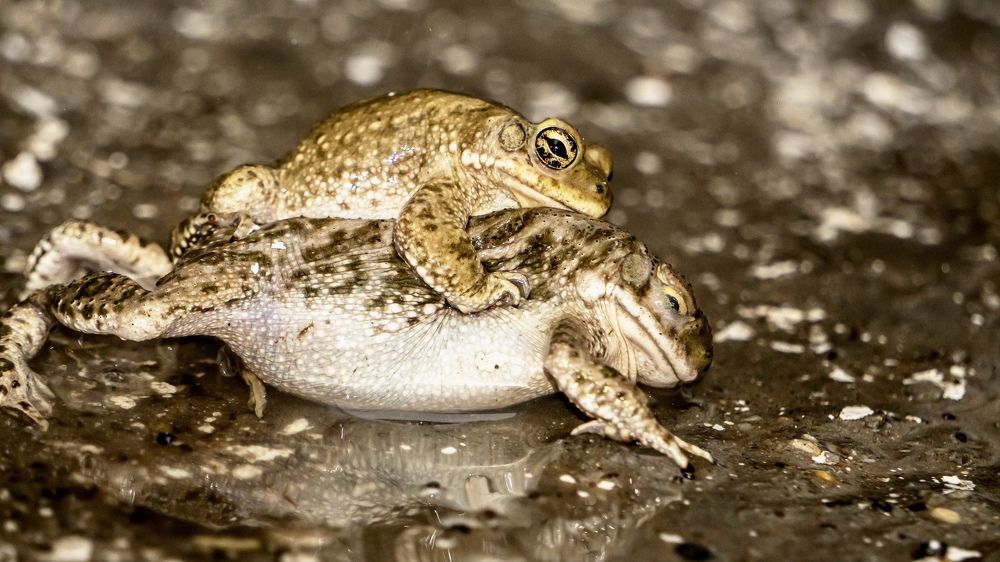 Фотография автора savitri Rawat