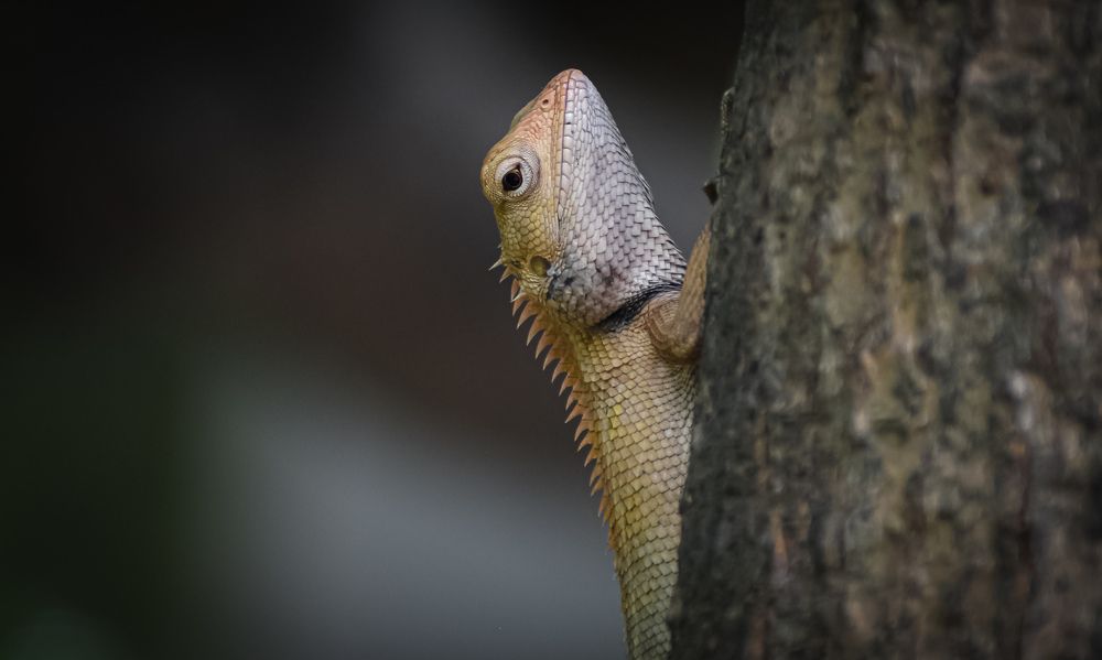 INDIAN CHAMELEON