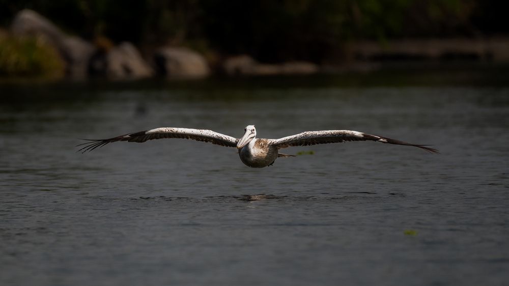 Photograph by Harsha Devalla