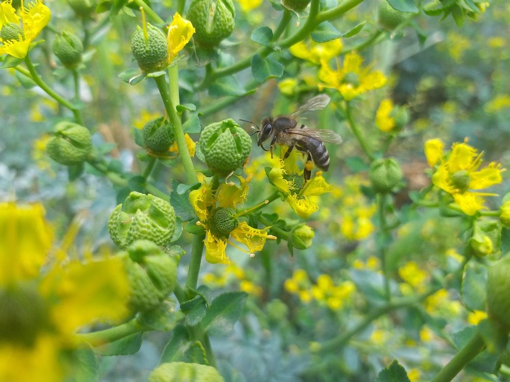 Worker Bee