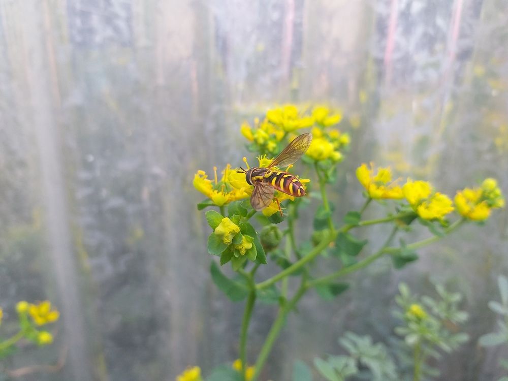 yellow strips Bee