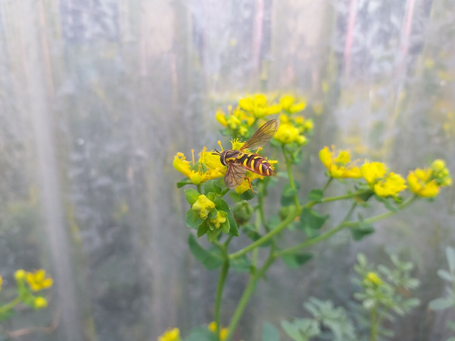 yellow strips Bee