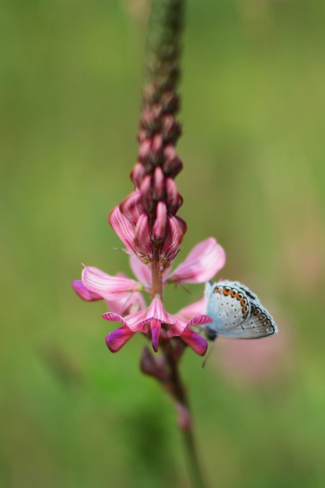 Фотография автора Сергей Козельский