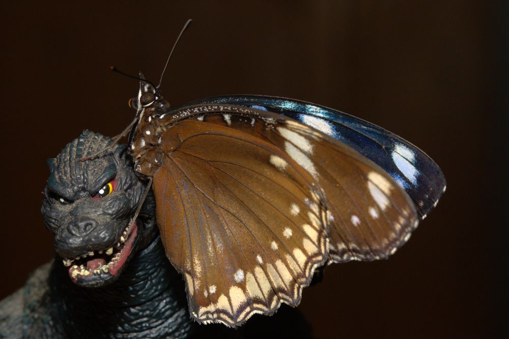 Бабочка против Годзиллы