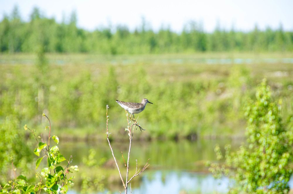Фотография автора Мария Черница