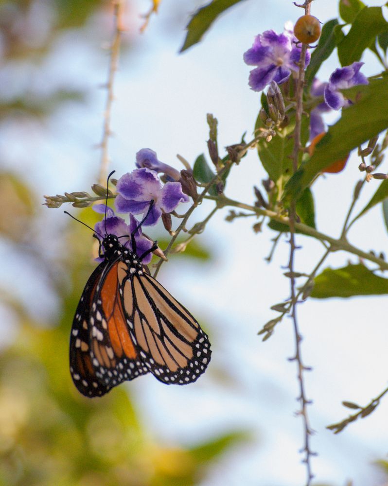 Photograph by Juan José Rodas