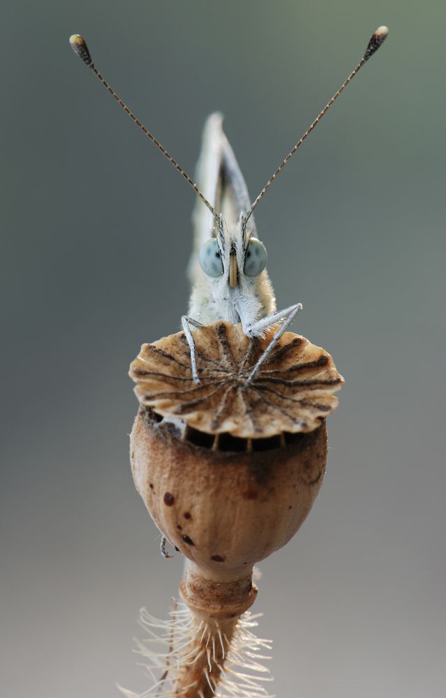 Photograph by Александр Чувилин