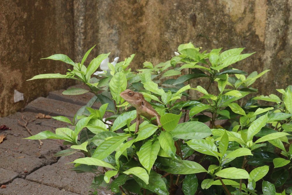 Фотография автора Atul Robin Hans