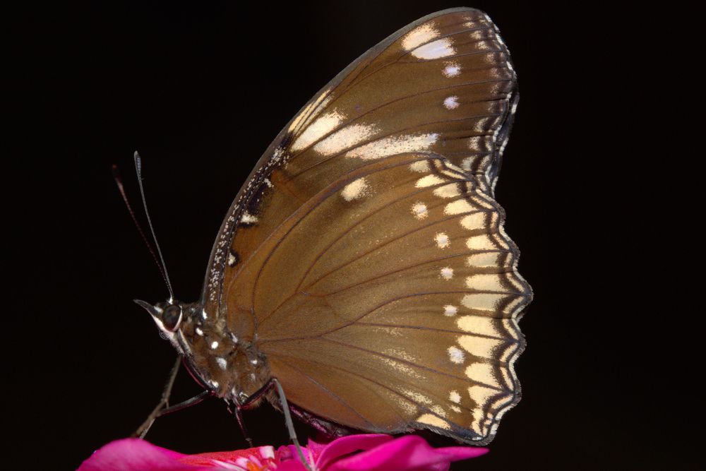 Бабочка Hypolimnas