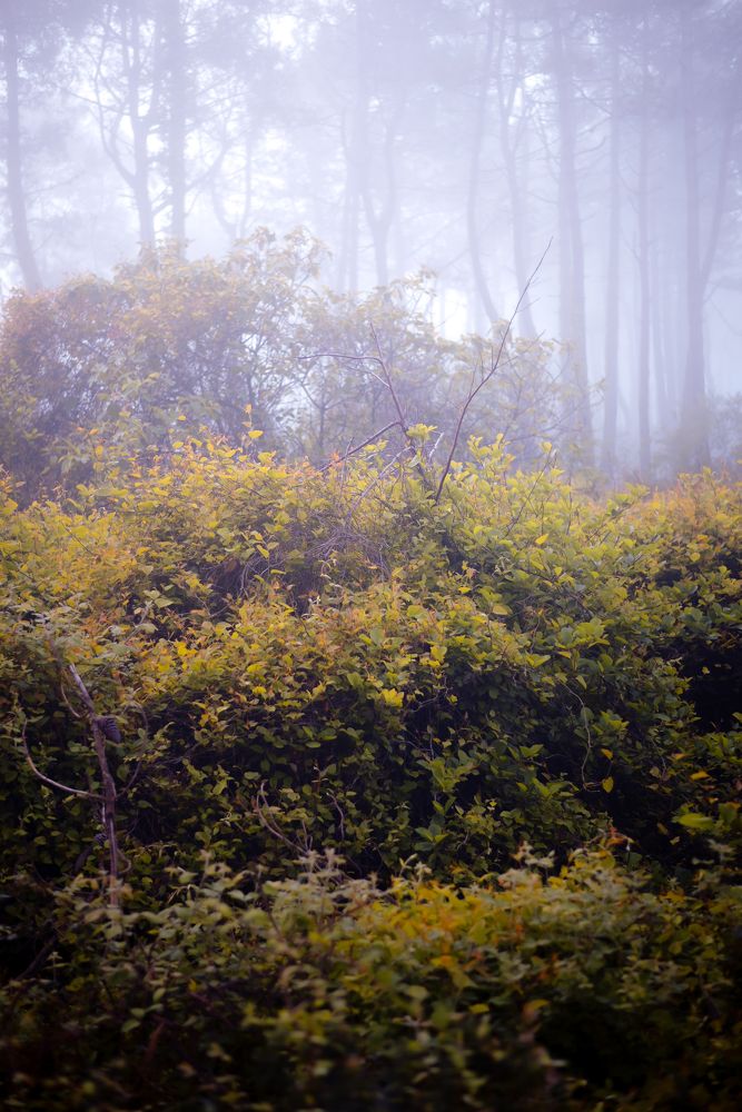 Photograph by Лигус Анна