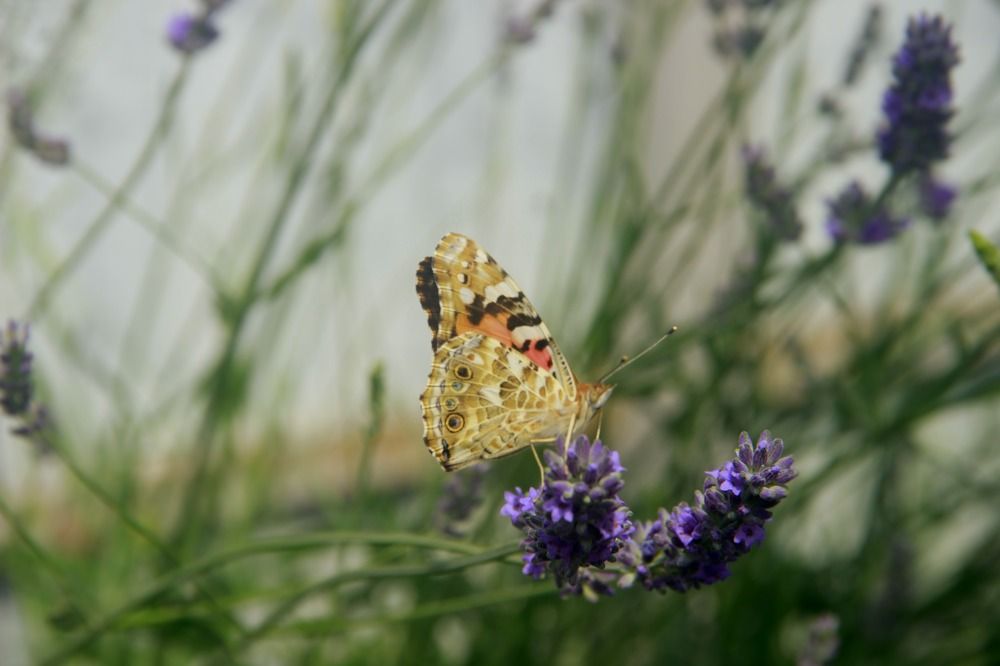Бабочка на лаванде