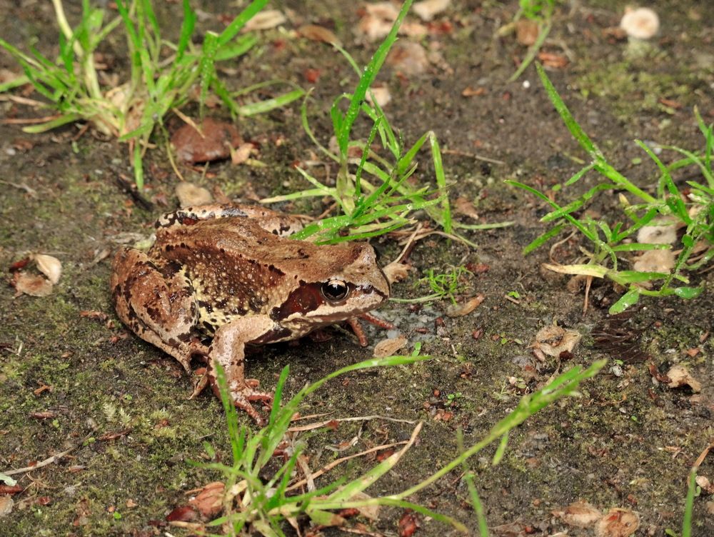 Про лягушку