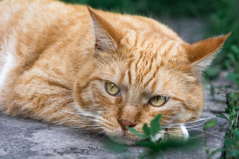 Photograph by Людмила Прибылова