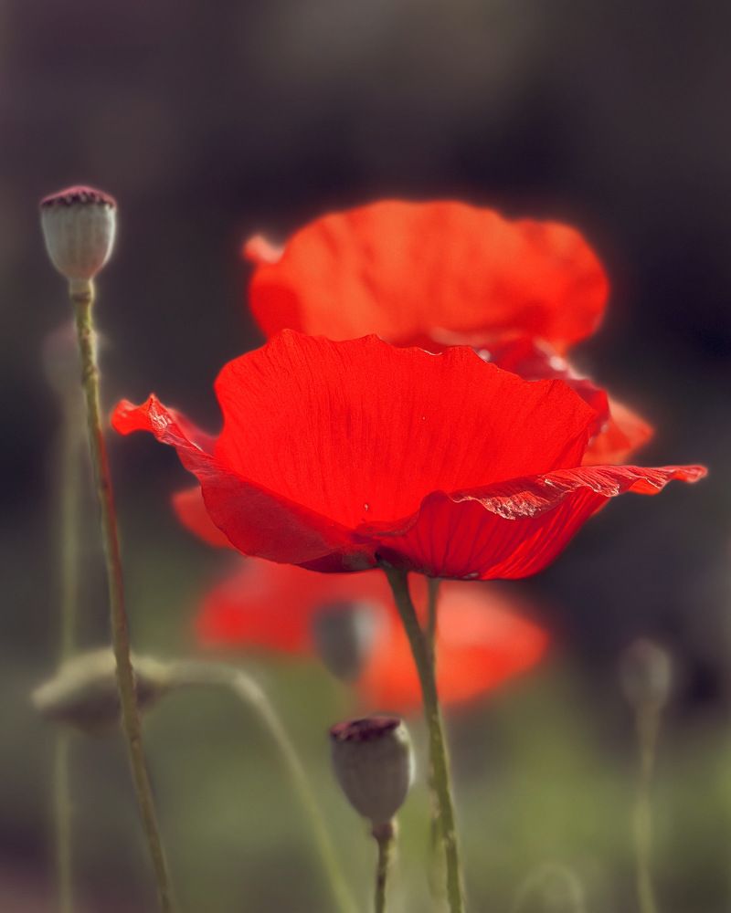 Photograph by Татьяна Волохова