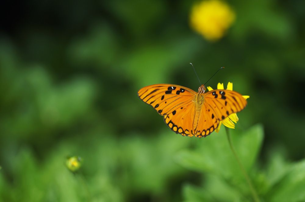 Photograph by Julio Felipe Santo Tomas