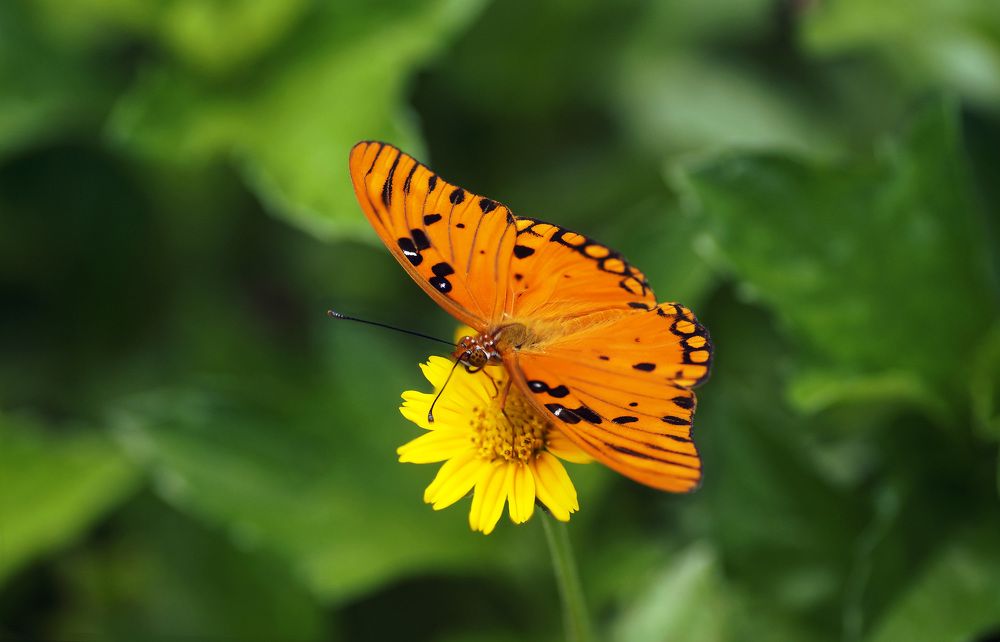 Photograph by Julio Felipe Santo Tomas