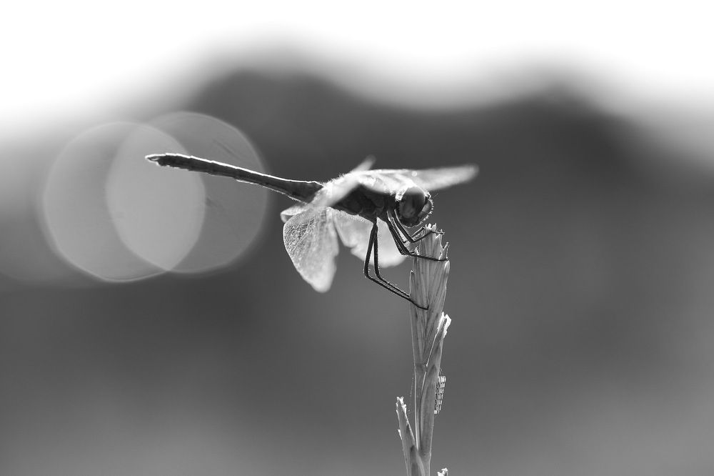 Photograph by Алексей Дудинский