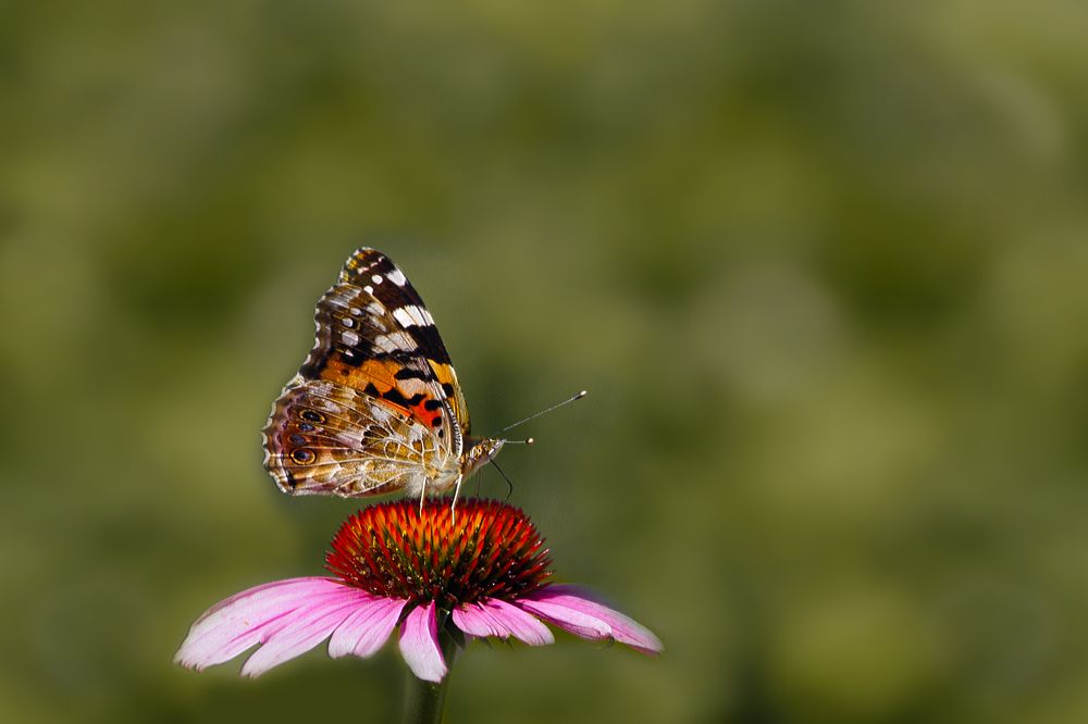 Репейница на рудбекии