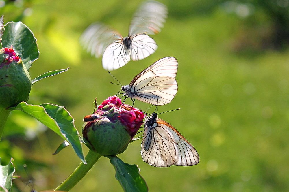 Фотография автора Тамара Кремлева