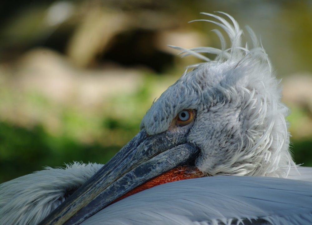 Пеликан-философ